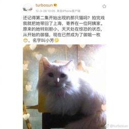 娱乐吃瓜君网红虐猫,娱乐吃瓜君引发社会热议
